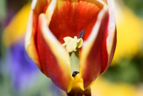 Close up of a single orange tulip