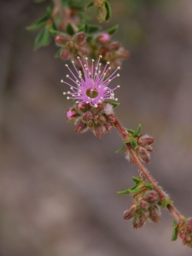 Close up of a single pink Kunzea flower