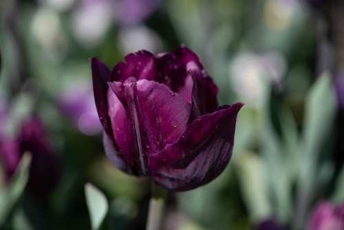 Close up of a single purple tulip with a green background