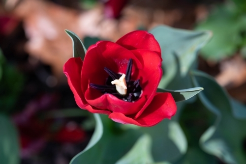 Close up of a single red tulip with green leaves