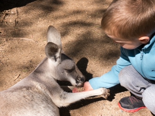 Close-up of a small boy hand feeding a grey kangaroo