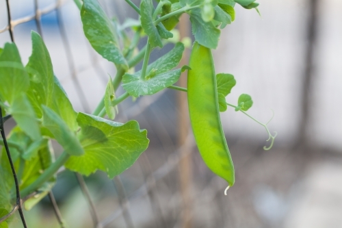 Close up of a snow pea in a garden - Australian Stock Image