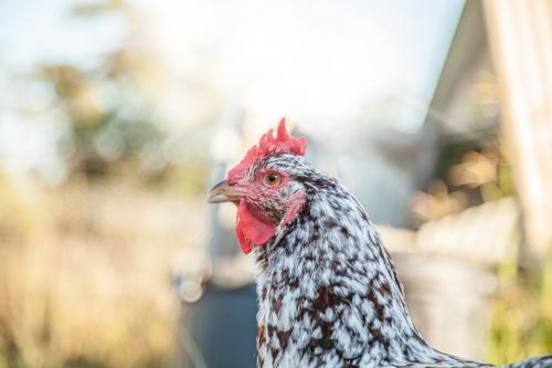 Close up of a Speckled Sussex hen