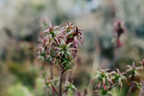 Close up of a spiky plant - Australian Stock Image