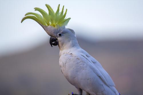 Close up of a Sulphur crested Cockatoo - Australian Stock Image