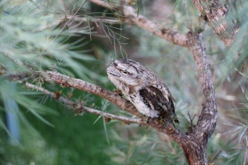 Close up of a Tawny Frogmouth - Australian Stock Image