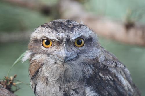 Close up of a Tawny Frogmouth - Australian Stock Image