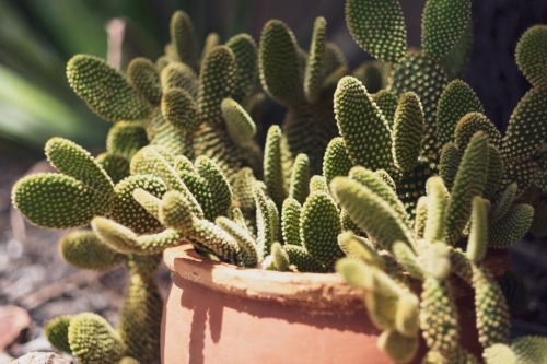 close-up of a thriving bunny ears cactus plant in a pot