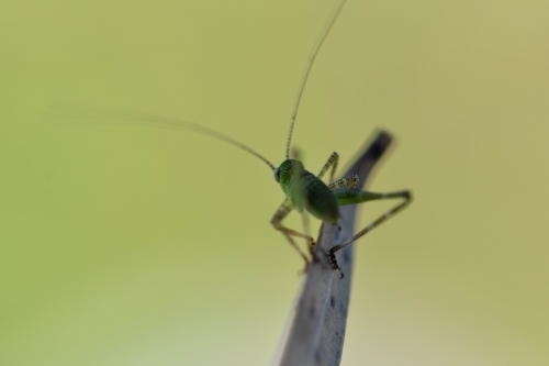 Close up of a tiny grasshopper on a leaf with a green background