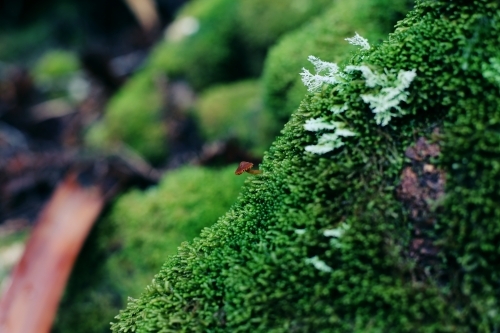 Close up of a tiny mushroom growing on moss - Australian Stock Image