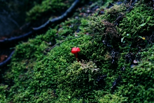 Close up of a tiny red toadstool growing on a green mossy background - Australian Stock Image