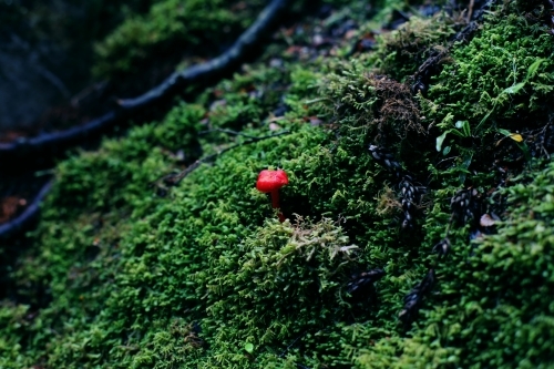 Close up of a tiny red toadstool growing on a green mossy background