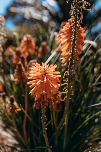 Close-up of a Torch lily with a blurry background. - Australian Stock Image