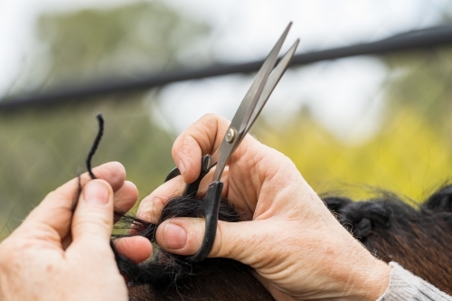 Close up of a woman's hands grooming a horses mane - Australian Stock Image