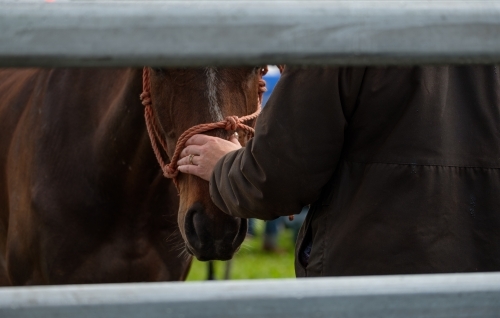 Close up of a woman with her hand on the horse's nose in a horse yard - Australian Stock Image