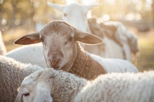 Close up of a young dorper lamb in a flock of sheep - Australian Stock Image