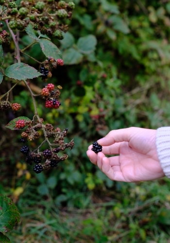 Close up of a young woman's hand picking ripe blackberries from a bush - Australian Stock Image