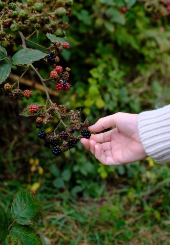 Close up of a young woman's hand picking ripe blackberries from a bush - Australian Stock Image