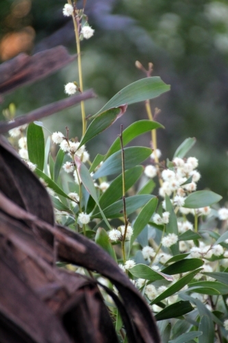 Close up of acacia plant - Australian Stock Image