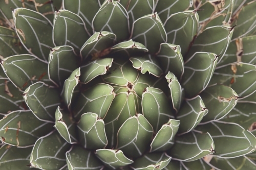 Close up of agave succulent plant - Australian Stock Image