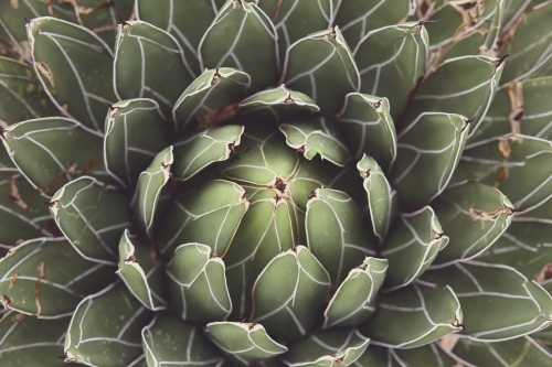 Close up of agave succulent plant