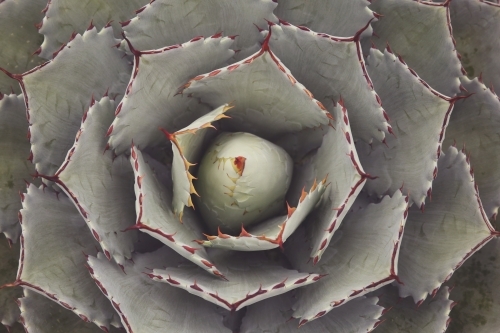 Close up of agave succulent plant - Australian Stock Image