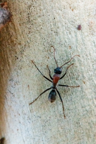 close up of an ant on a tree - Australian Stock Image