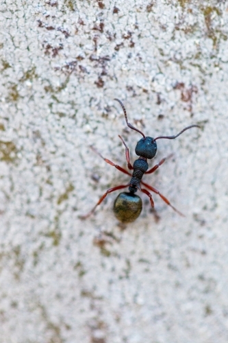 close up of an ant on a tree - Australian Stock Image
