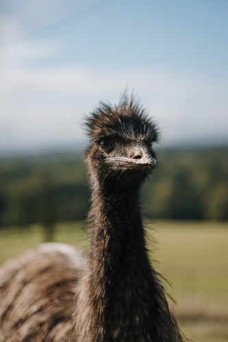 Close-up of an emu head under the sun. - Australian Stock Image