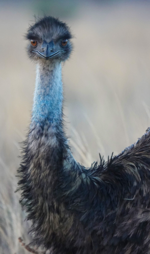 Close-up of an emu in a grass field - Australian Stock Image