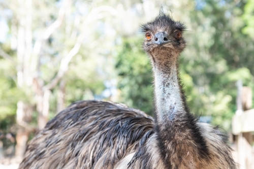 Close-up of an emu with its long neck and shaggy feathers in outdoors - Australian Stock Image