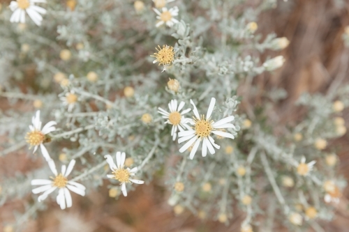 Close-up of aster flowers - Australian Stock Image