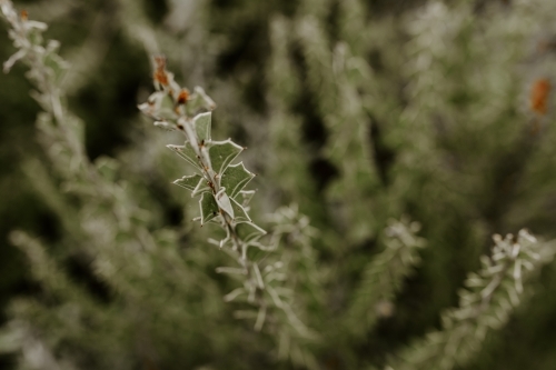 Close up of Australian flora leaf - Australian Stock Image