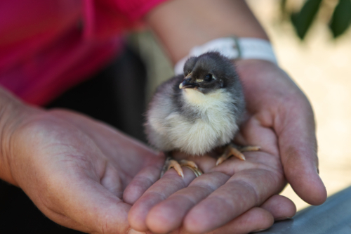 Close up of baby chick be held in hands - Australian Stock Image