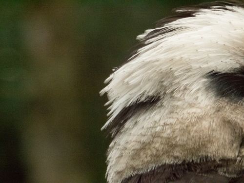 Close-up of back of kookaburra head with crest feathers - Australian Stock Image