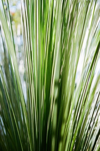 Close up of backlit green plant