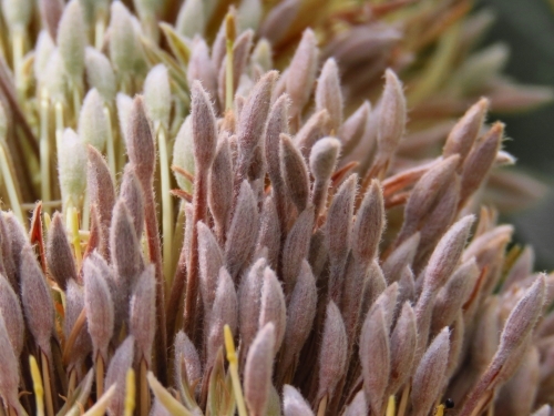 Close up of Banksia serrata flower