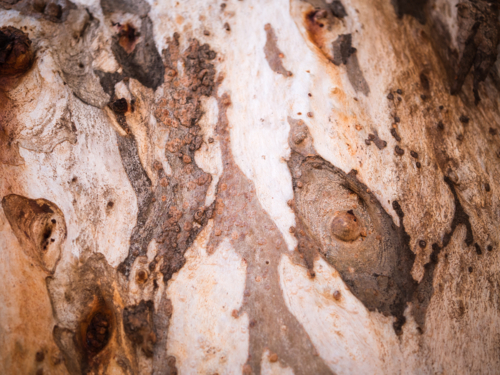 Close-up of bark on the trunk of a river red gum (Eucalyptus camaldulensis) - Australian Stock Image