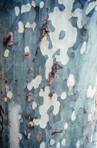 Close up of Bark on Tree