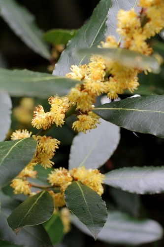 Close up of bay tree in flower - Australian Stock Image