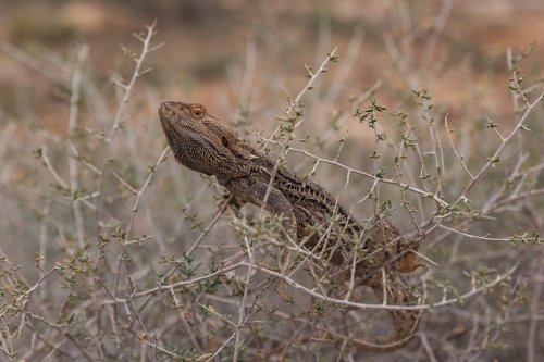 Close-up of bearded dragon lizard perched on thin branches of a shrub - Australian Stock Image