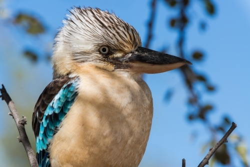 Close up of beautiful Blue Winged Kookaburra with blurred background