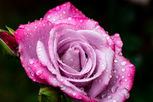 Close up of beautiful mauve rose with dew drops and black background - Australian Stock Image