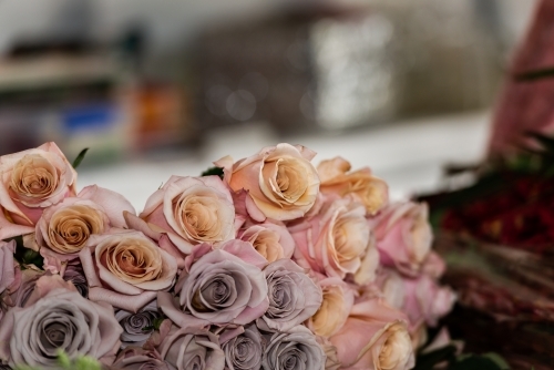 Close up of beautiful pink and mauve roses with blurred background