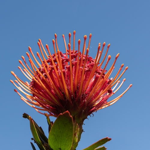 close up of beautiful red native flower, proteaceae