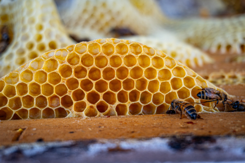Close up of bees working on bee's wax in a hive - Australian Stock Image