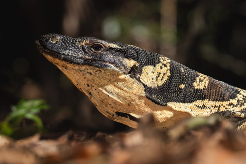 Close-up of Bell's Monitor Lizard in Australian Rainforest - Australian Stock Image