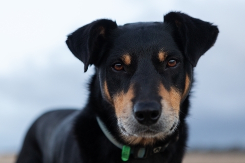 Close up of black and tan sheep dog