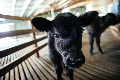 Close-up of Black Angus calf standing on wooden floor inside barn - Australian Stock Image