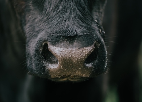 Close-up of black cows nose